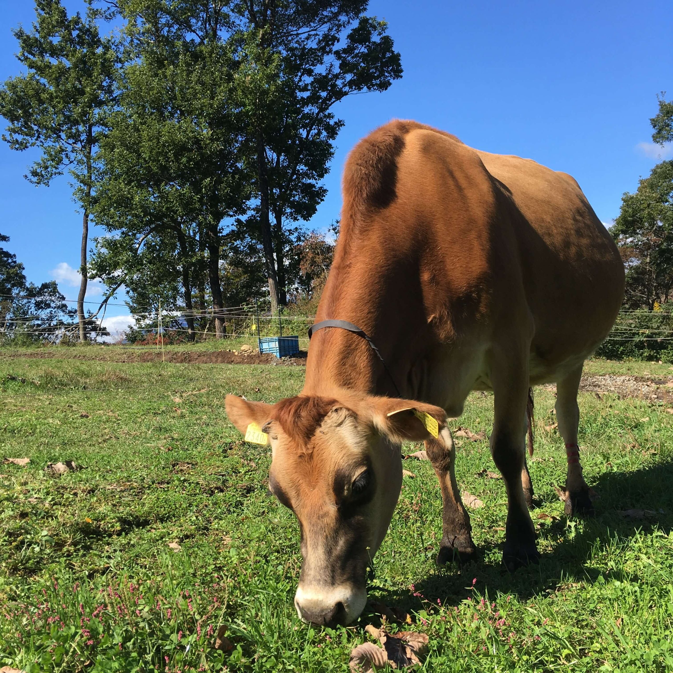 牛は肉食動物 Blog 森林ノ牧場 那須の自然と人とジャージー牛の牧場